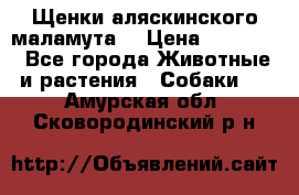 Щенки аляскинского маламута  › Цена ­ 15 000 - Все города Животные и растения » Собаки   . Амурская обл.,Сковородинский р-н